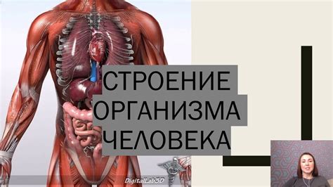 Важность стронция для организма человека