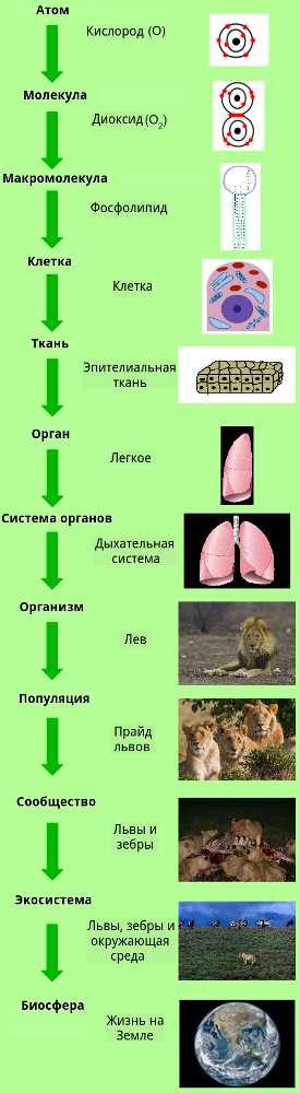 Важность структурных единиц для функционирования организма