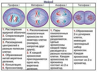 Важность экваториальной пластины в процессе деления клеток