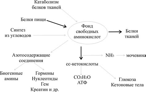 Важность L-аминокислот для организма