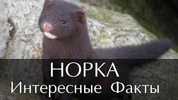 Важные факты о норке косметическом вазелине