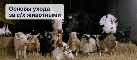 Важный компонент комплексного ухода за животными