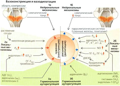 Вазодилатация