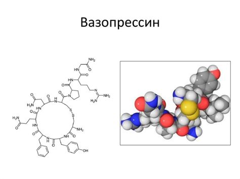 Вазопрессин и его связь с половыми функциями мужчин