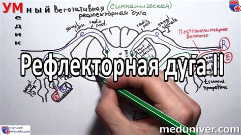 Вегетативная рефлекторная дуга