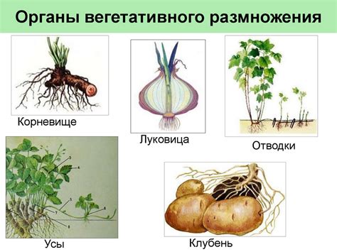 Вегетативное размножение растений при посадке