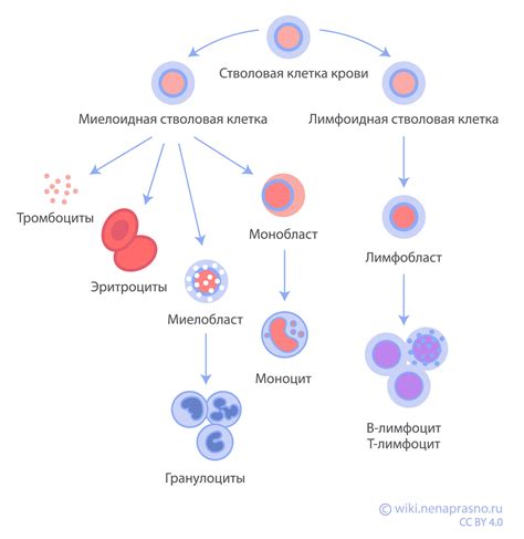 Великое разнообразие клеток крови