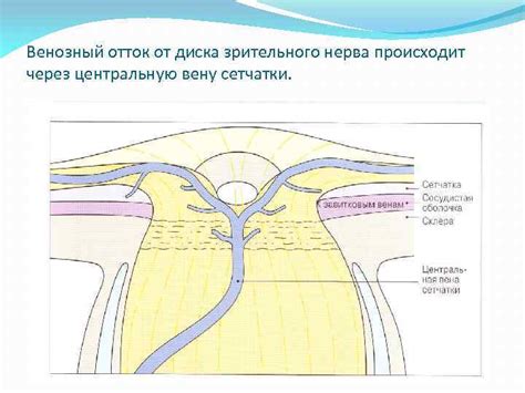 Венозный отток из сетчатки и его роль в общей работе глаза