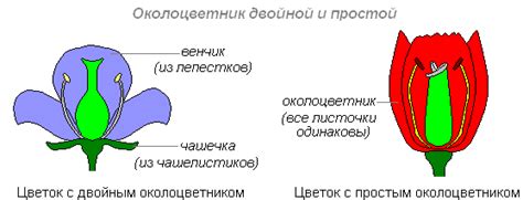 Венчик и основание