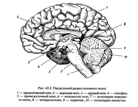 Верхнее отделение головного мозга