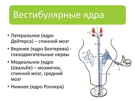 Вестибулярные ядра: ответственность за поддержание равновесия