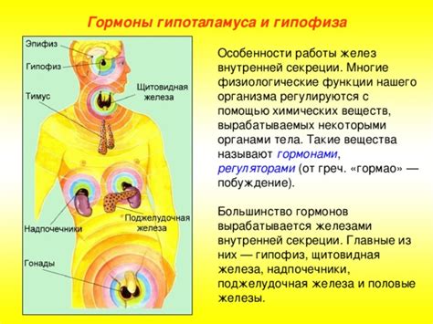 Взаимодействие железы внутренней секреции с другими органами