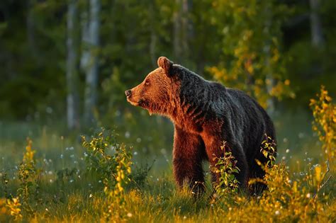 Взаимодействие медведя и растений в лесу