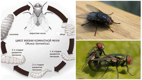 Взаимодействие мухи и дерева на уровне питания