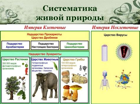 Взаимодействие организмов внутри царств