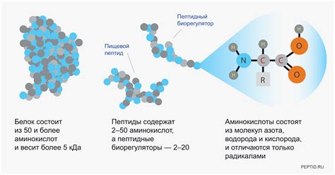 Взаимодействие пептидов с другими молекулами