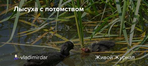 Взаимодействие с потомством