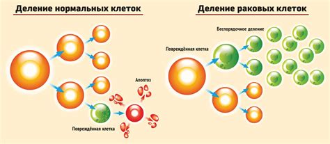 Взаимодействие тучных клеток с другими клетками организма