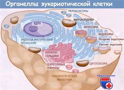 Взаимодействие цитоплазмы с органеллами клетки хламидомонады