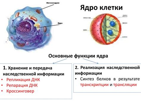 Взаимодействие ядра с другими клеточными органеллами