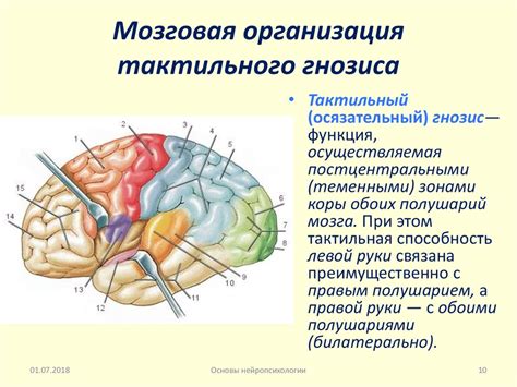 Взаимосвязь гнозиса и праксиса в нейропсихологии