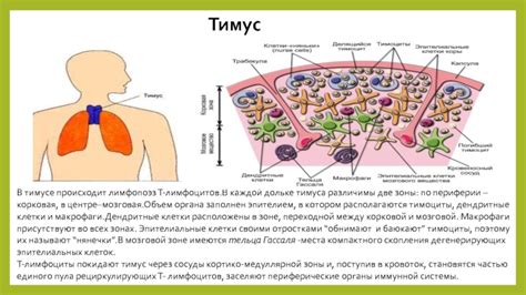 Взаимосвязь между дефектами тимуса и иммунной недостаточностью