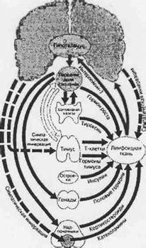 Взаимосвязь между нервной и иммунной системами в регуляции реакций