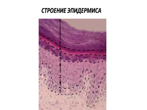 Взаимосвязь между эпителиальными клетками