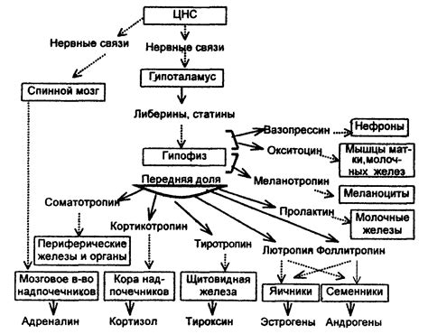 Взаимосвязь обмена веществ и нервной системы