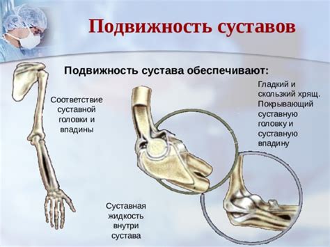 Взаимосвязь суставной головки с другими элементами сустава