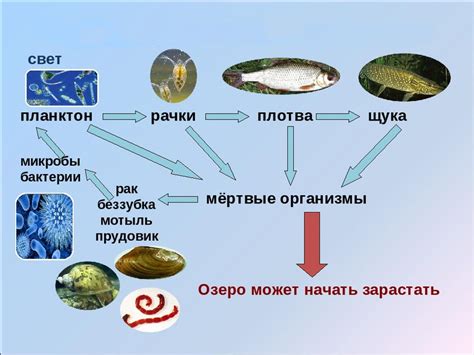 Вид: ключевой фактор в экосистемах