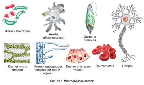 Виды Т-клеток и их функции