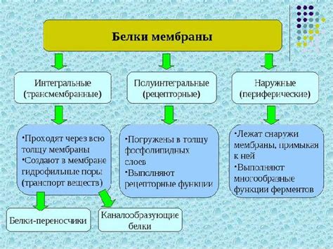 Виды белков и их функции