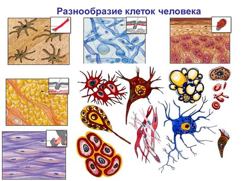 Виды клеток, образованных в результате