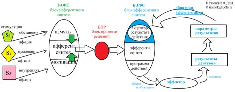 Виды функциональных систем по Анохину