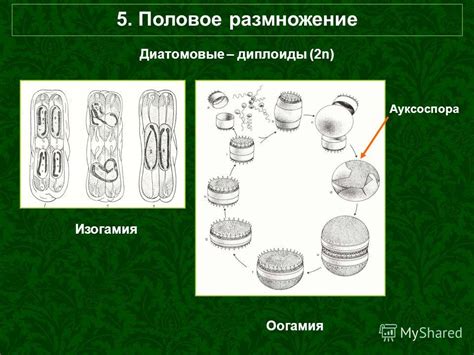 Виды хроматофоров и их особенности