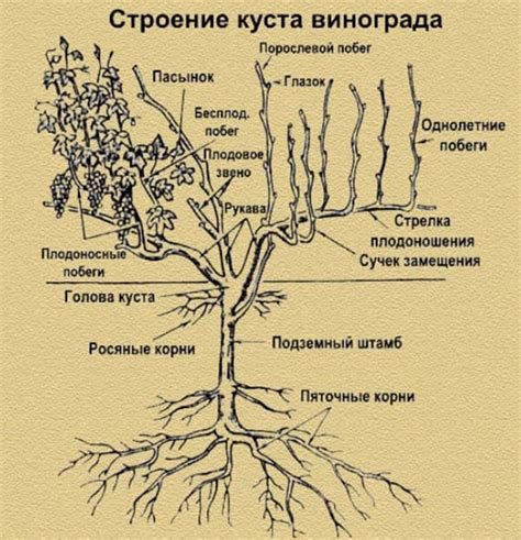 Виноград весной: основные мероприятия