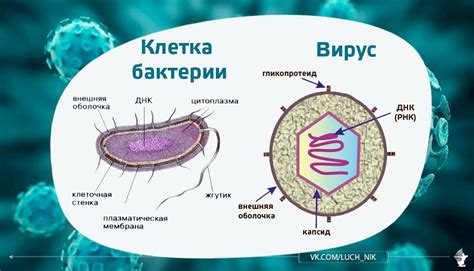 Вирусы и бактерии: различия и особенности