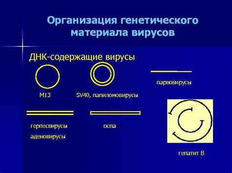 Вирусы и изменение генетического материала