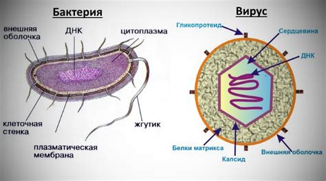 Вирус и бактерия: различия, строение, способы передачи