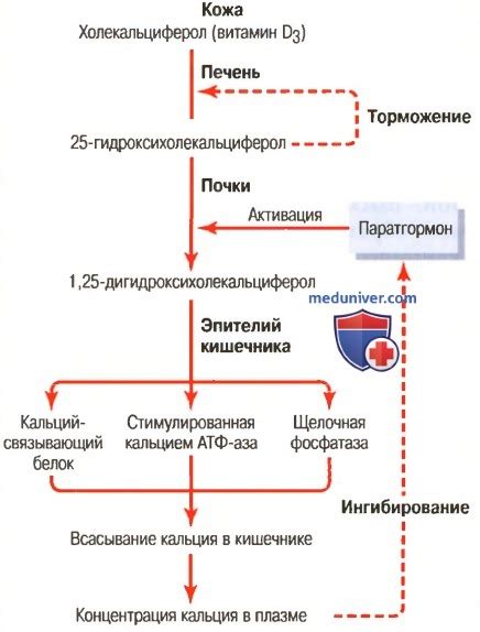 Витамины и метаболизм