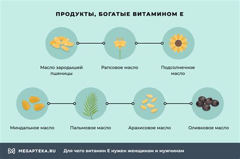 Витамин Е: зачем нужен оливковый лист