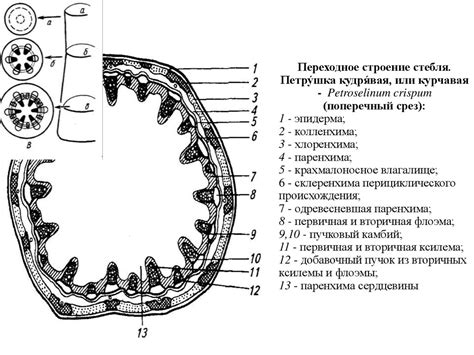 Влагалище: анатомическое строение