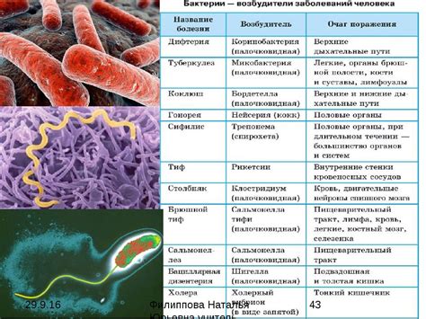 Влагалищные инфекции и их связь с воспалением микрофлоры