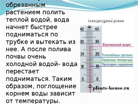 Влажность воздуха и поглощение корнем воды