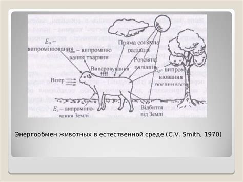 Влияние "ветряных мельниц" на поведение