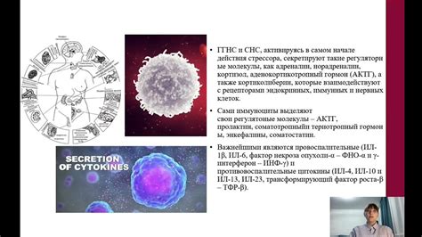 Влияние АСД на иммунную систему