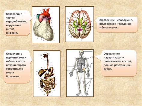 Влияние Конкора на организм