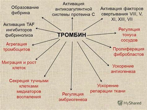 Влияние активации тромбоцитов на взаимодействие с иммунными клетками