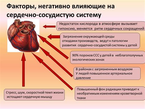 Влияние аполипопротеина на сердечно-сосудистую систему